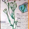Flores de Asturias. Técnica mixta, acuarela y tinta