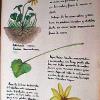 Flores de Asturias. Técnica mixta, acuarela y tinta